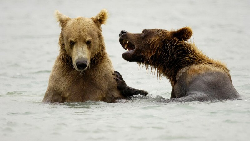 Two bears in water