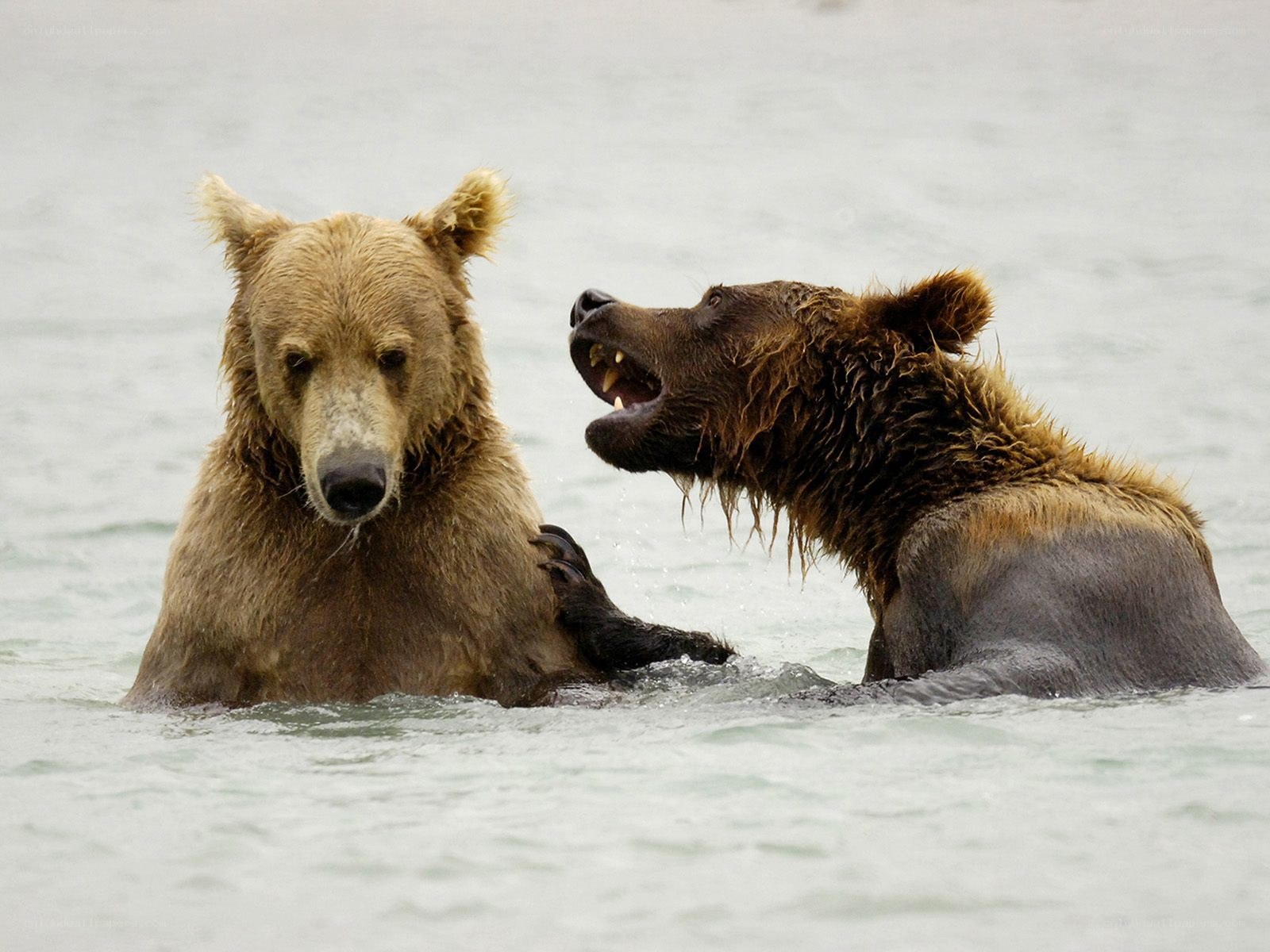 Two bears in water