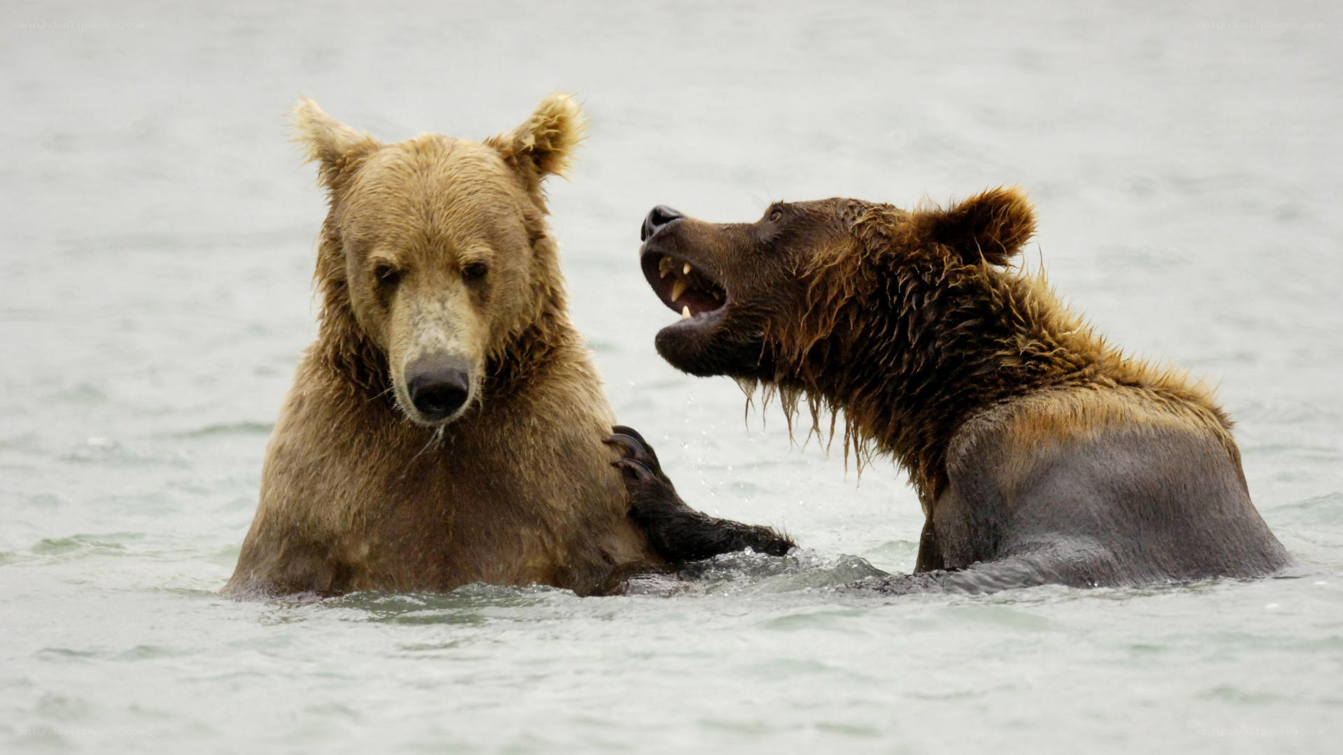 Two bears in water