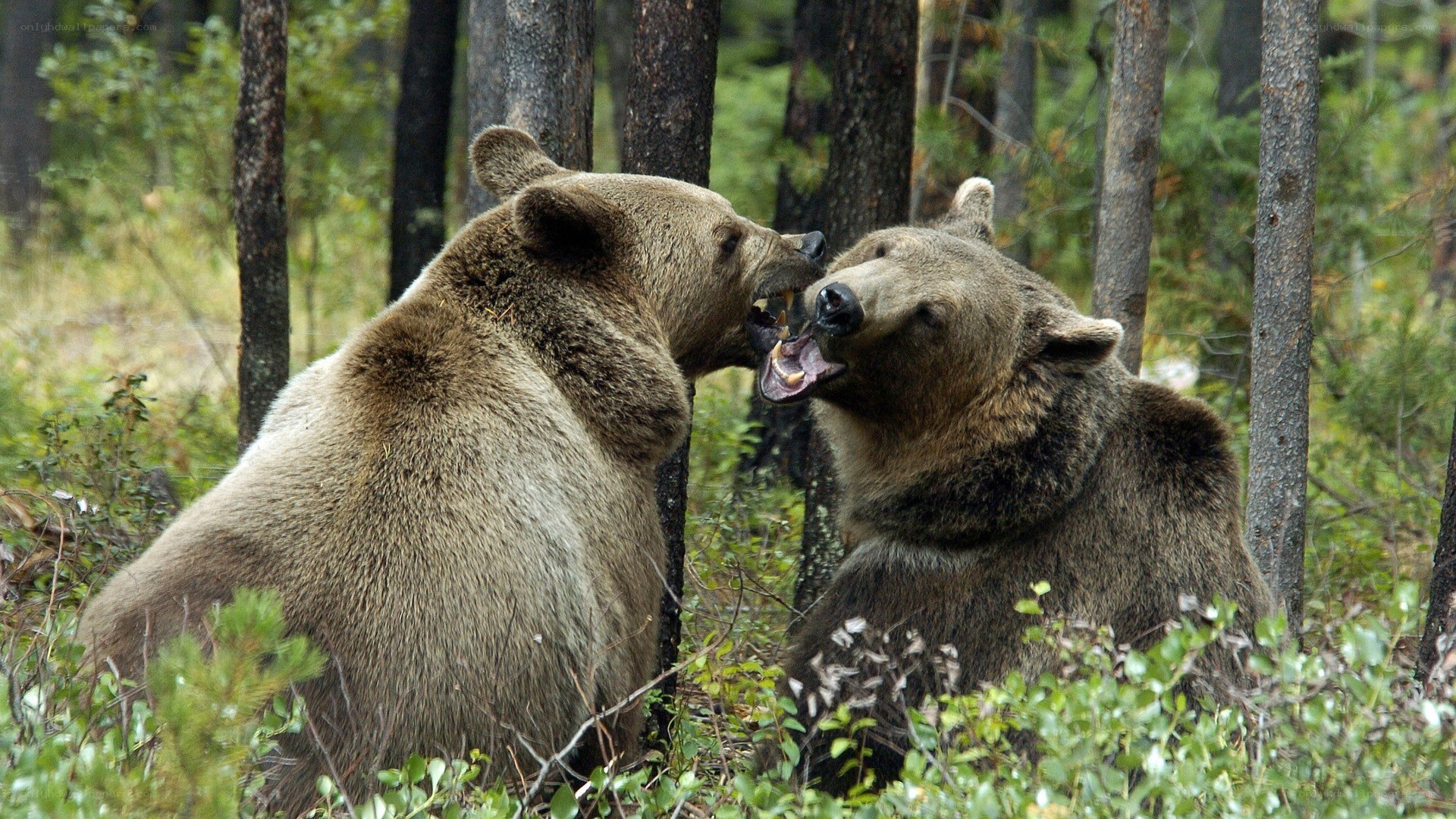 Two bears interacting in forest