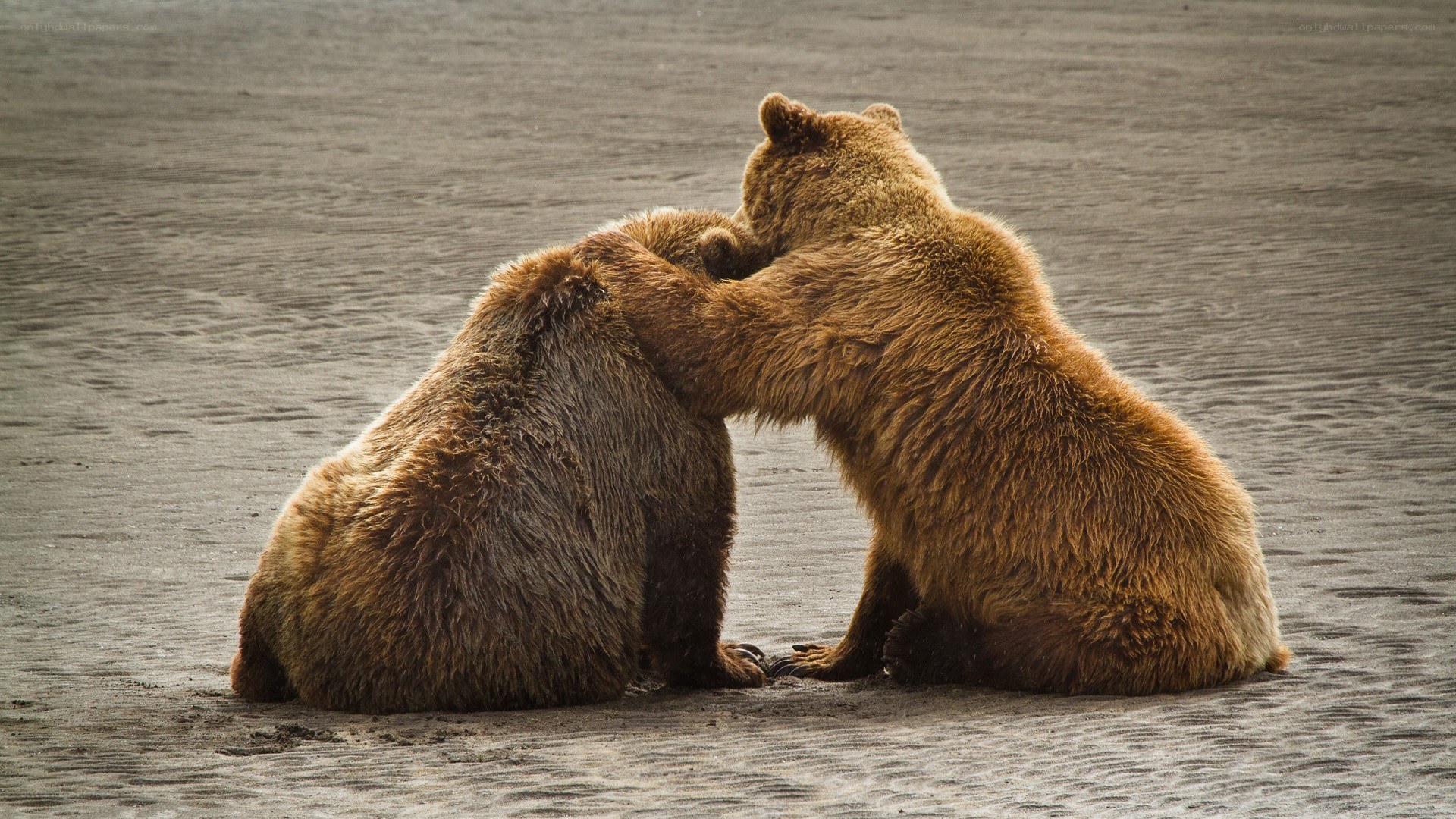 Two bears interacting on a beach