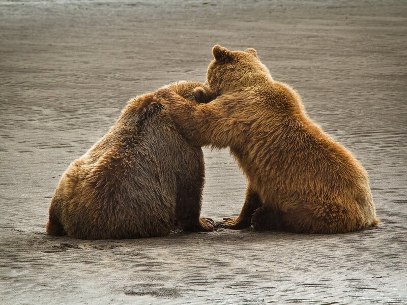 Two bears interacting on beach