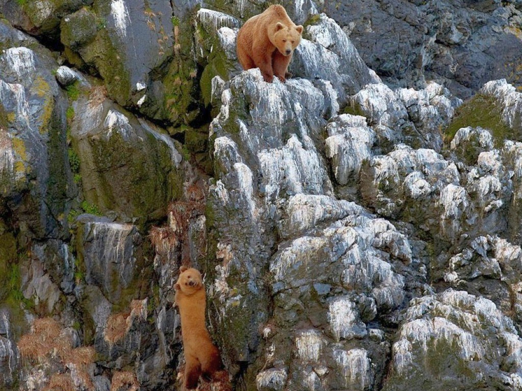 Two bears on a rocky cliff