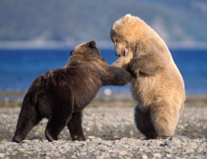 Two bears play-fighting