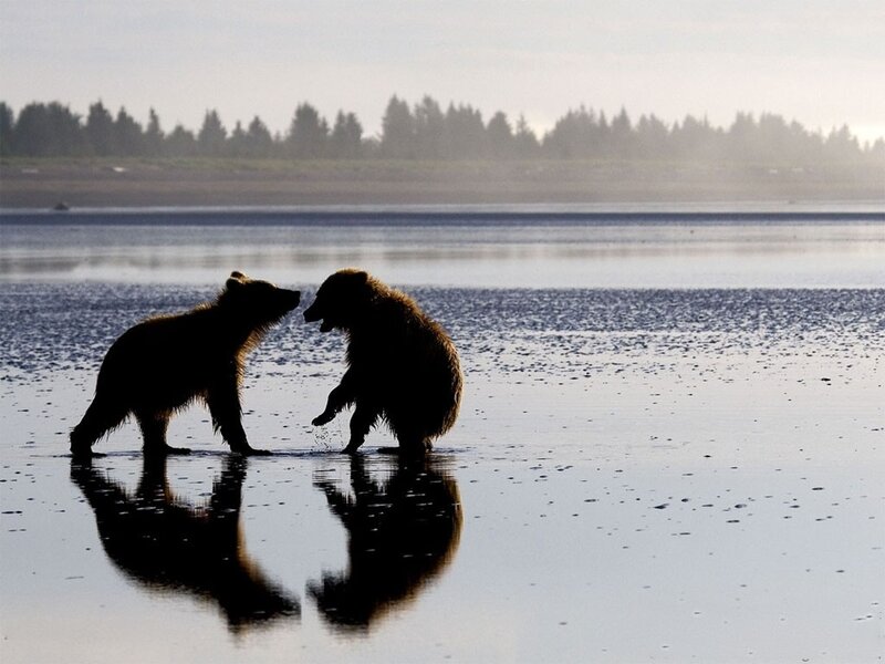 Two bears play on a beach