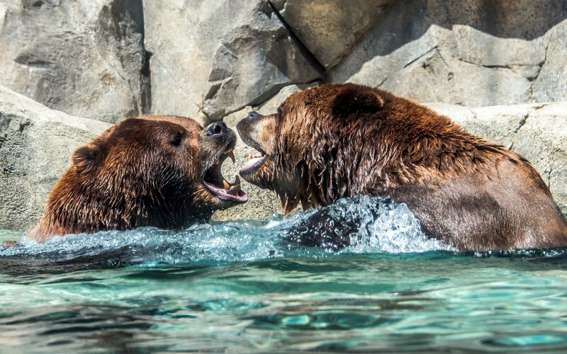 Two bears playing in water
