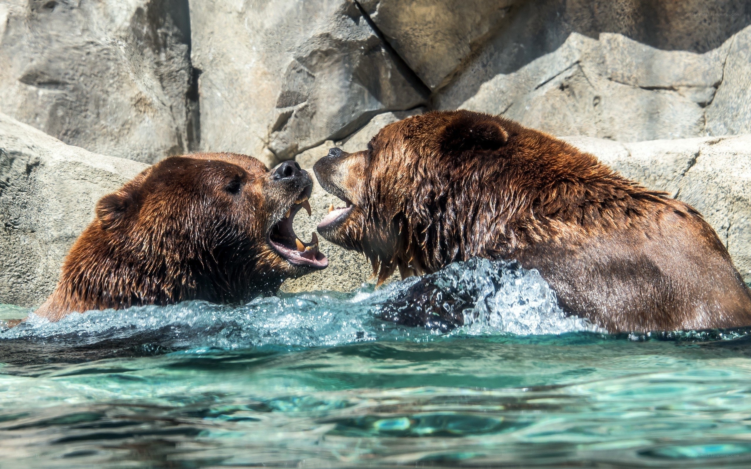 Two bears playing in water
