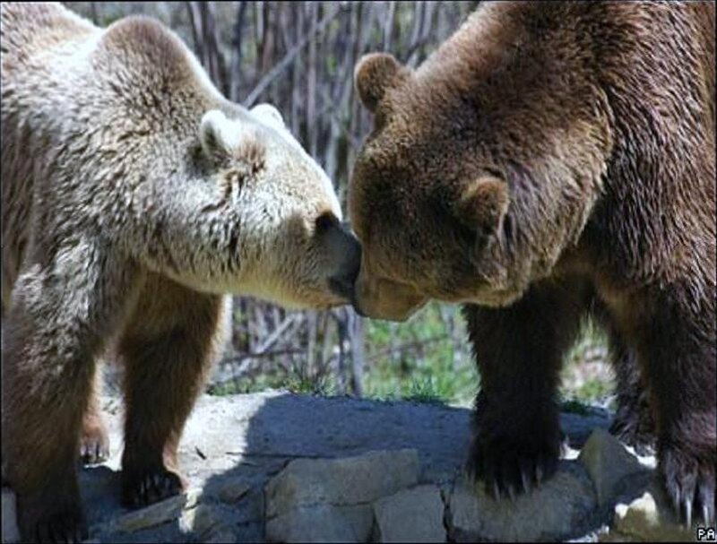 Two bears touching noses