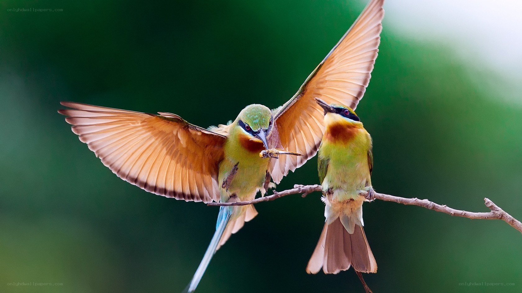 Two bee-eaters feeding