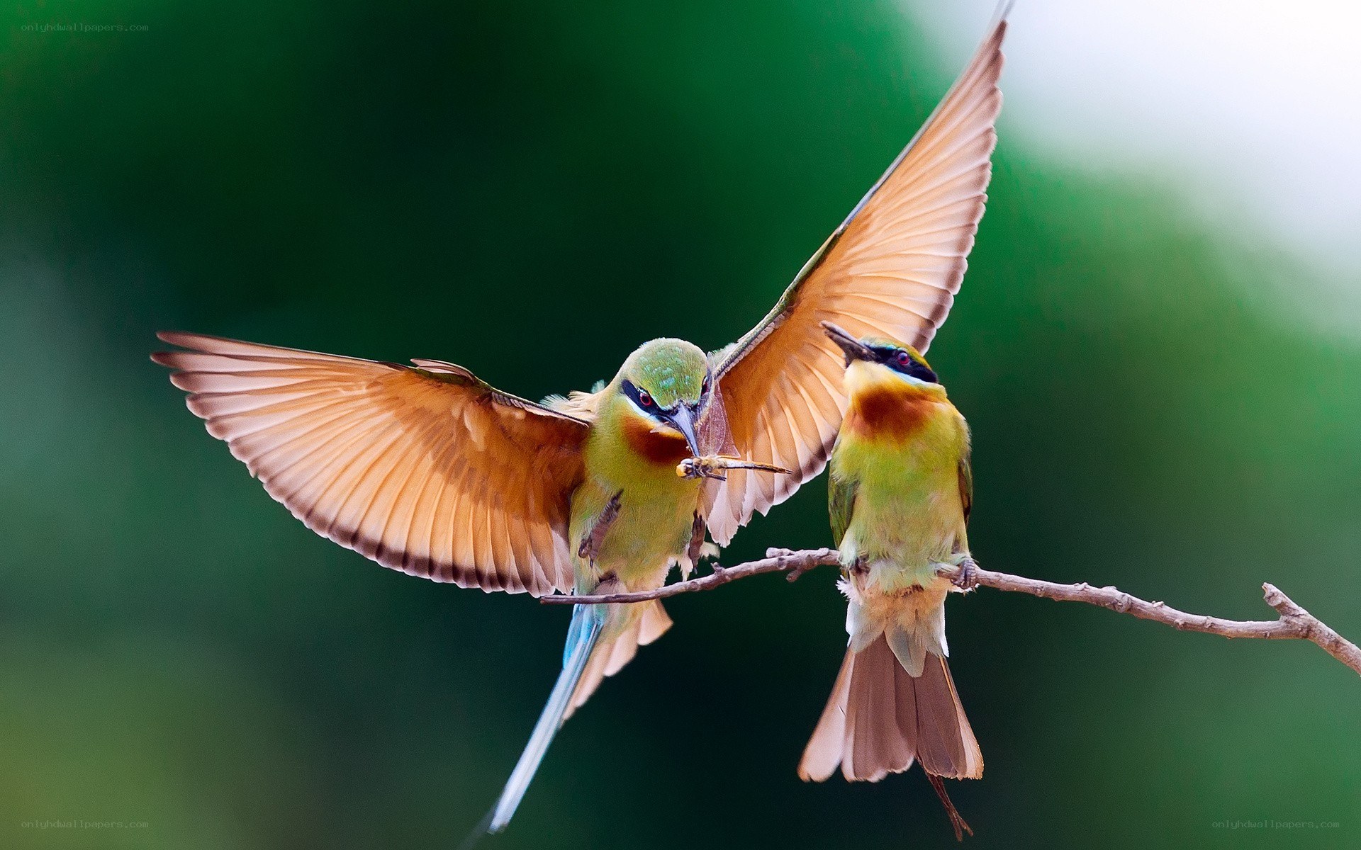 Two bee-eaters feeding