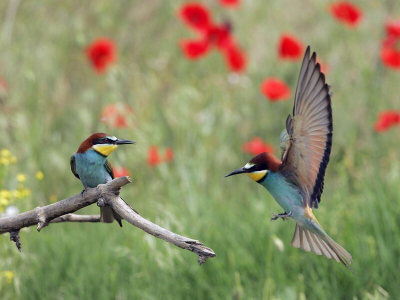 Two Bee-eaters — Green