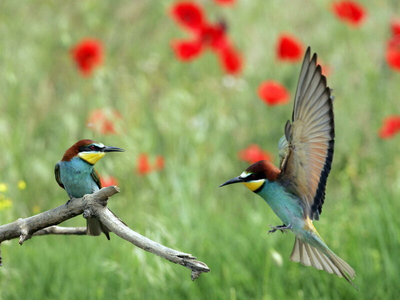 Two Bee-eaters in Field
