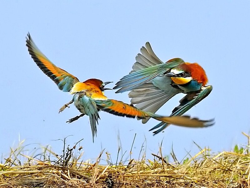 Two Bee-eaters in Flight — Blue, Dynamic