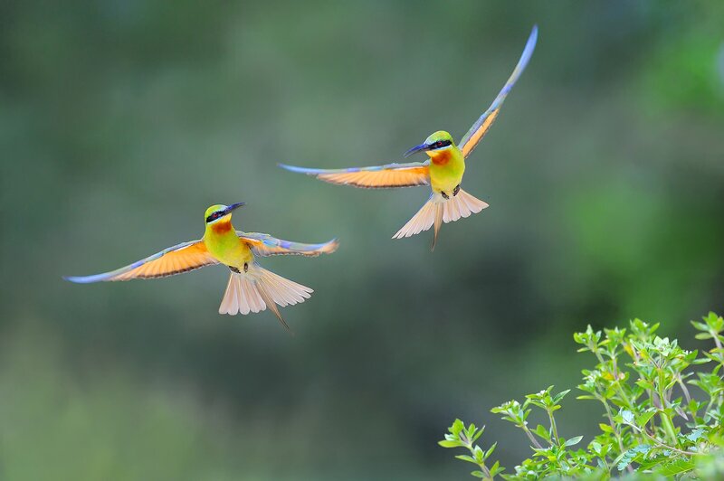 Two Bee-eaters in Flight — Green, Dynamic, Afternoon