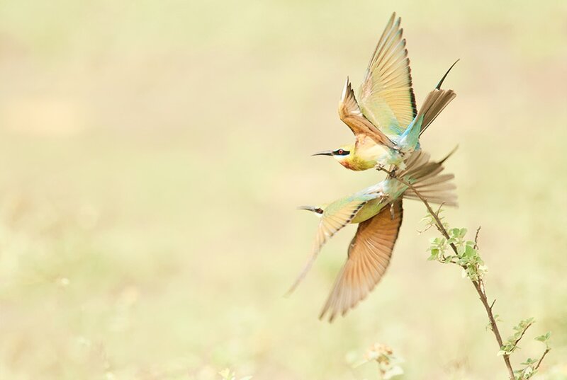 Two Bee-eaters in Flight — Green, Dynamic