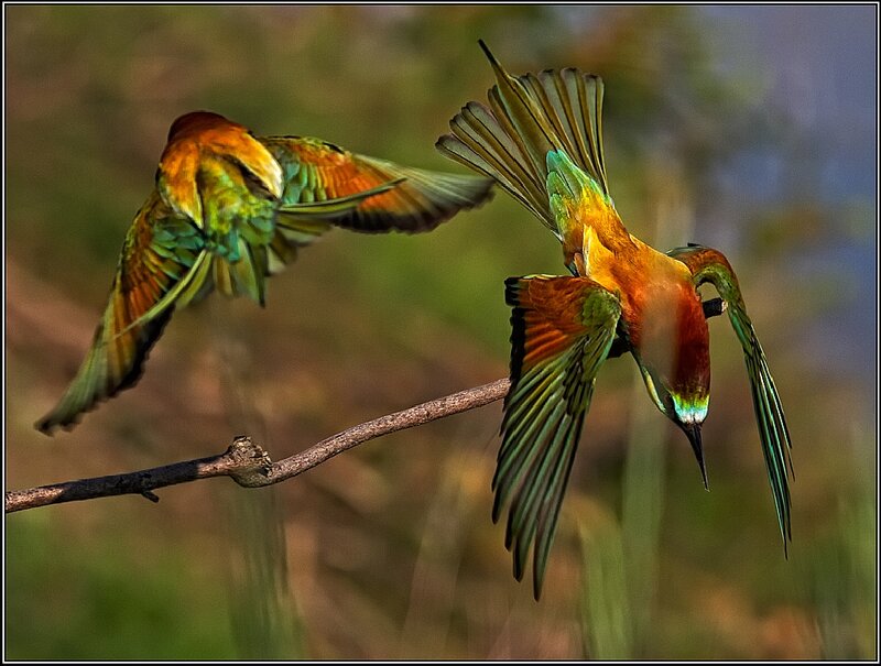 Two Bee-eaters in Flight — Green