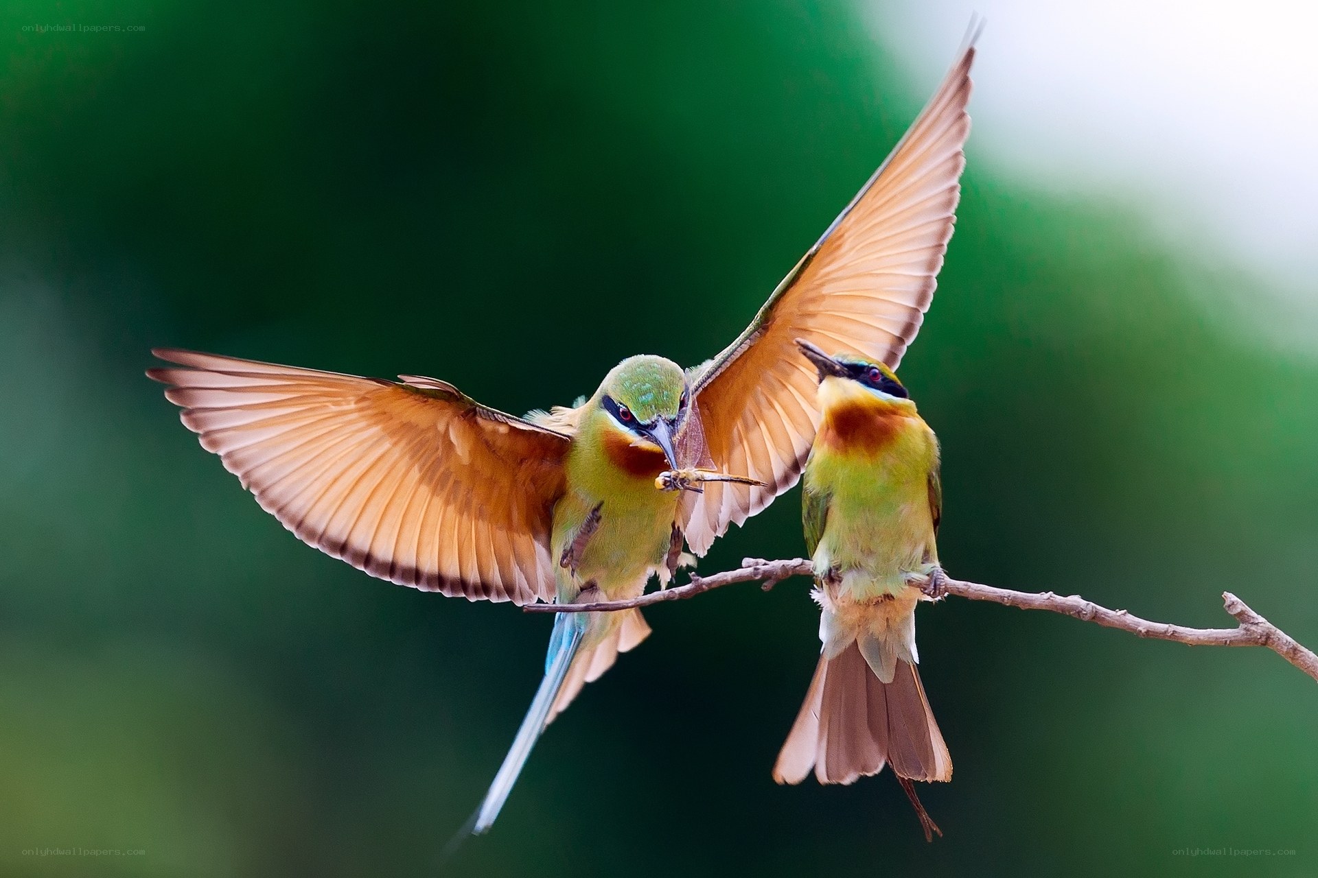 Two bee-eaters in flight