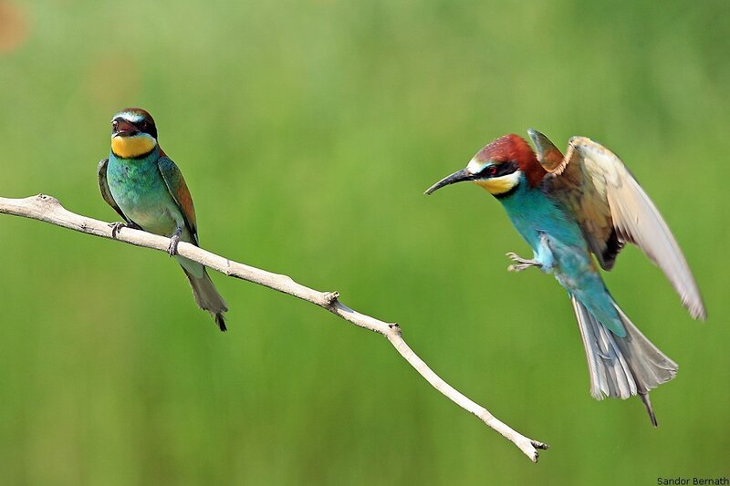 Two Bee-eaters on a Branch