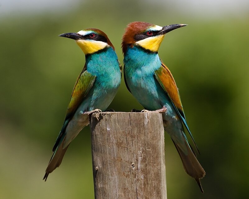 Two Bee-eaters on a Post