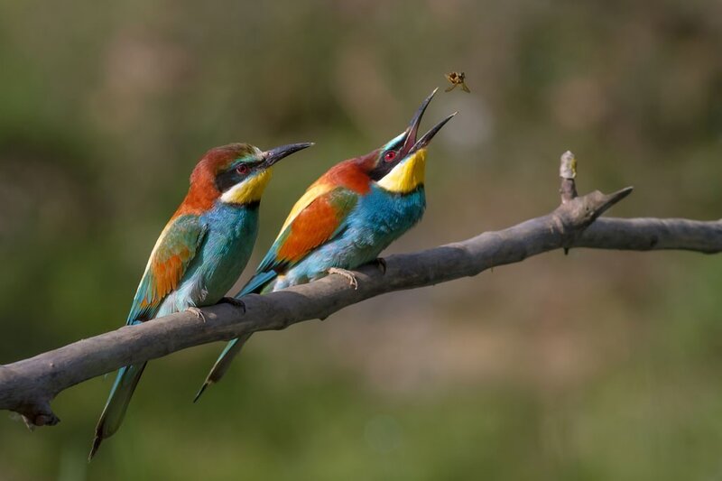Two Bee-eaters on Branch — Blue, Alert
