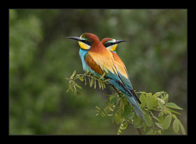 Two Bee-eaters on Branch — Blue, Calm