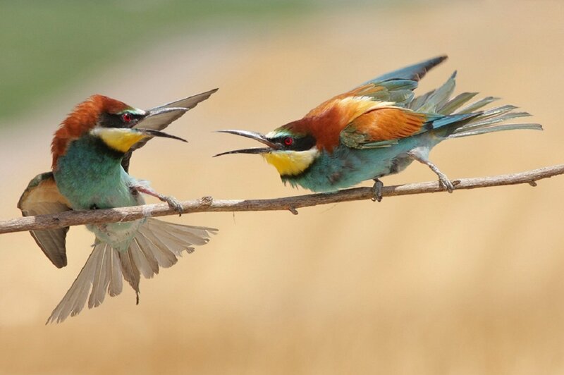 Two Bee-eaters on Branch — Blue