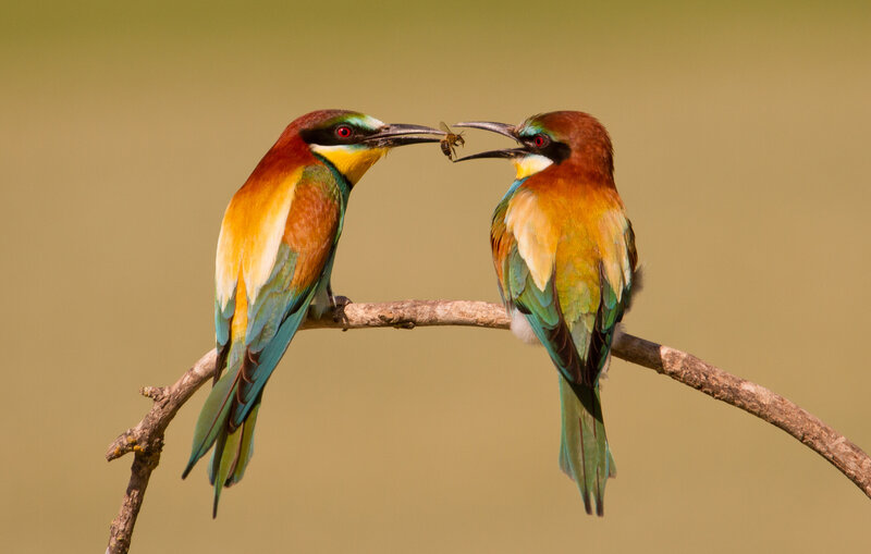 Two Bee-eaters on Branch — Green, Calm, Afternoon, Photograph