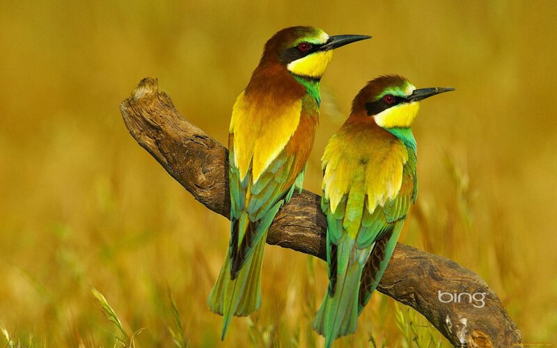 Two Bee-eaters on Branch — Green, Calm, Afternoon
