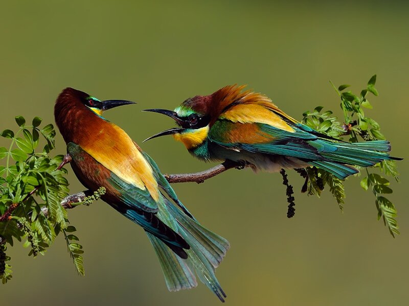 Two Bee-eaters on Branch — Green, Calm, Photograph, Leaves