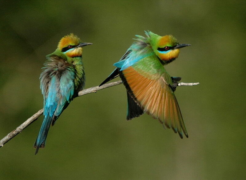 Two Bee-eaters on Branch — Green, Calm, Photograph
