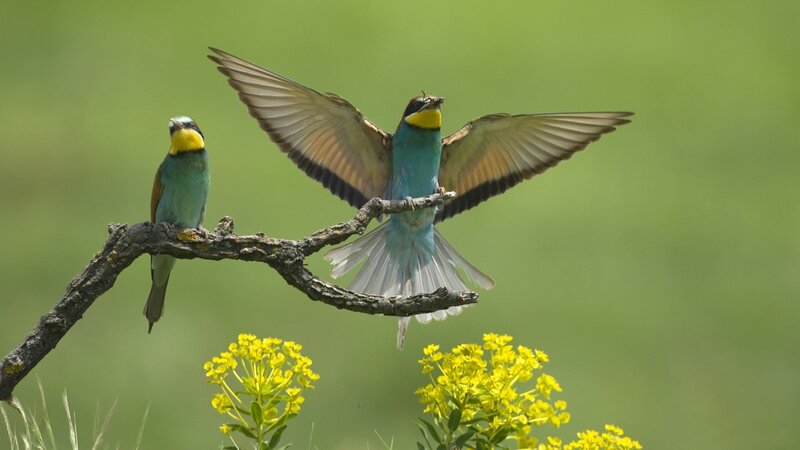 Two Bee-eaters on Branch — Green, Calm, Spring