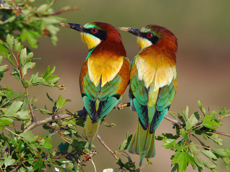 Two Bee-eaters on Branch — Green, Calm