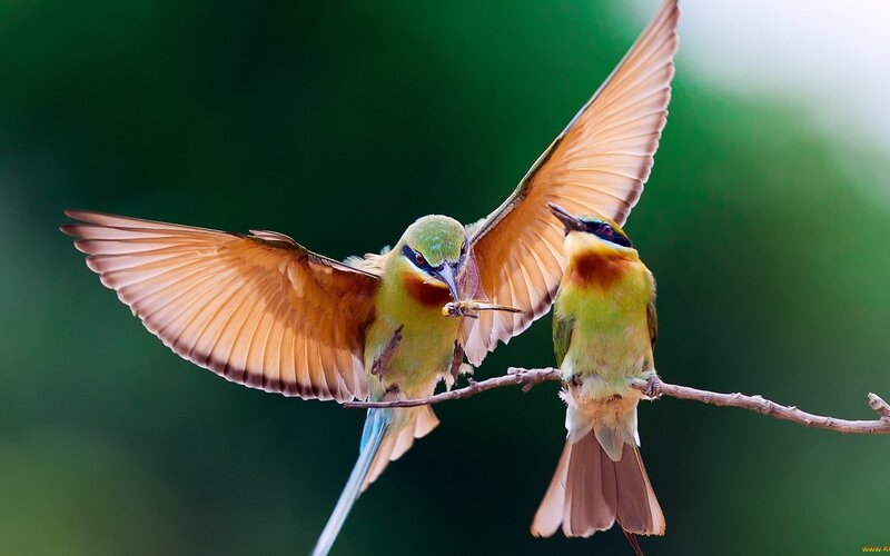 Two Bee-eaters on Branch — Green, Dynamic, Photograph, Insect