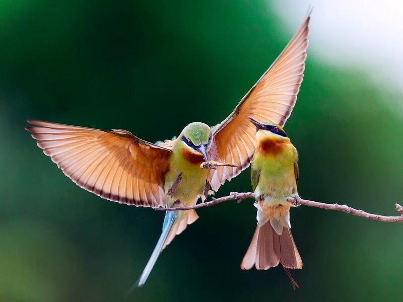 Two Bee-eaters on Branch — Green, Dynamic, Photograph