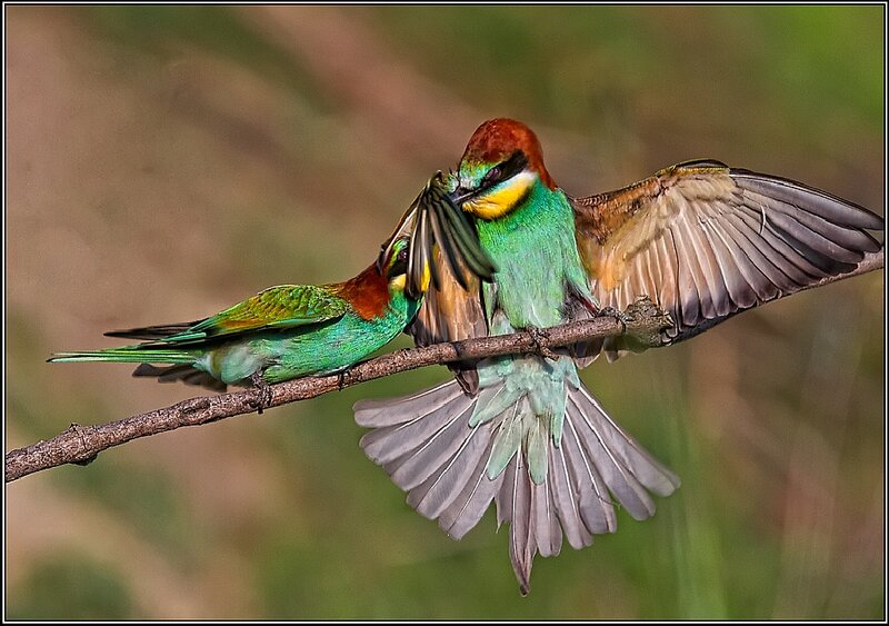 Two Bee-eaters on Branch — Green, Dynamic