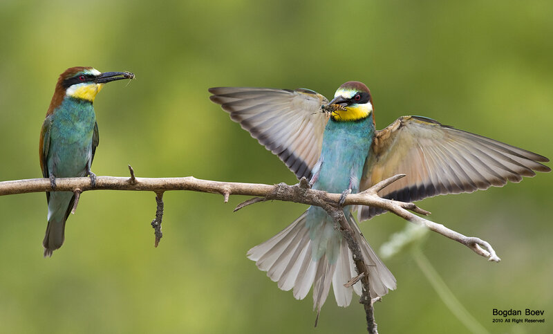 Two Bee-eaters on Branch — Green, Natural, Afternoon