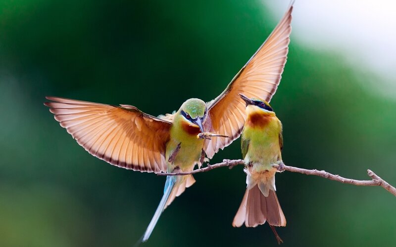 Two Bee-eaters on Branch — Green, Natural, Photograph, Insect