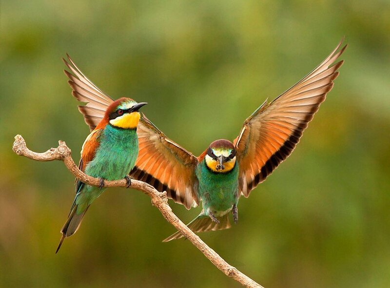 Two Bee-eaters on Branch — Green, Natural