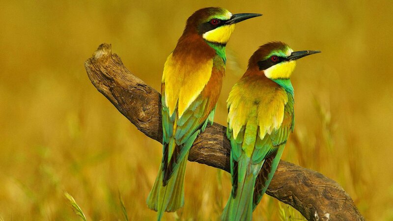 Two Bee-eaters on Branch — Green, Serene, Afternoon, Photograph, Grass