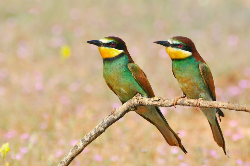 Two Bee-eaters on Branch — Green, Serene, Afternoon, Photograph