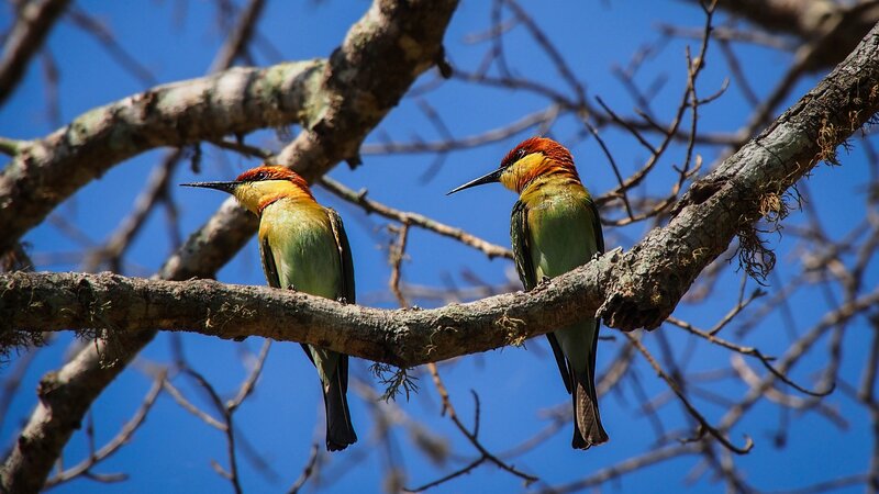 Two Bee-eaters on Branch — Green, Serene, Afternoon, Photograph, Tree Branches