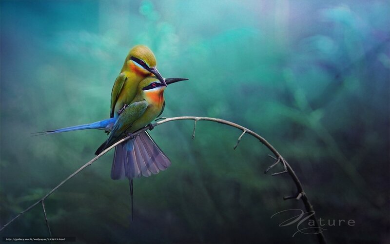 Two Bee-eaters on Branch — Green, Serene, Photograph, Birds