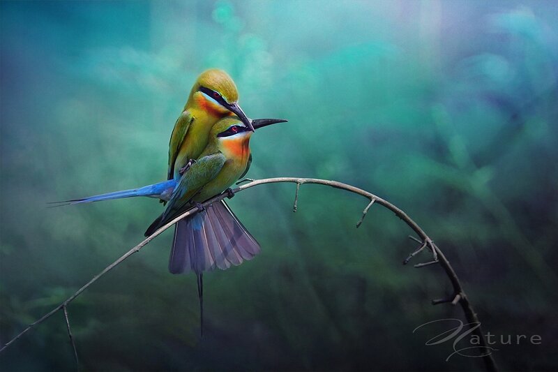Two Bee-eaters on Branch — Green, Serene