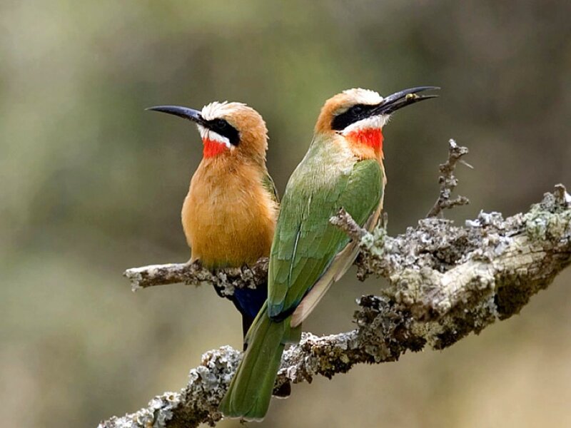 Two Bee-eaters on Branch — Green