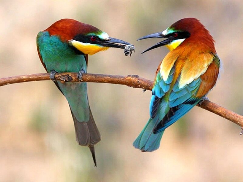Two Bee-eaters on Branch