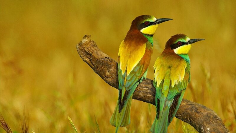 Two Bee-eaters on Branch — Yellow