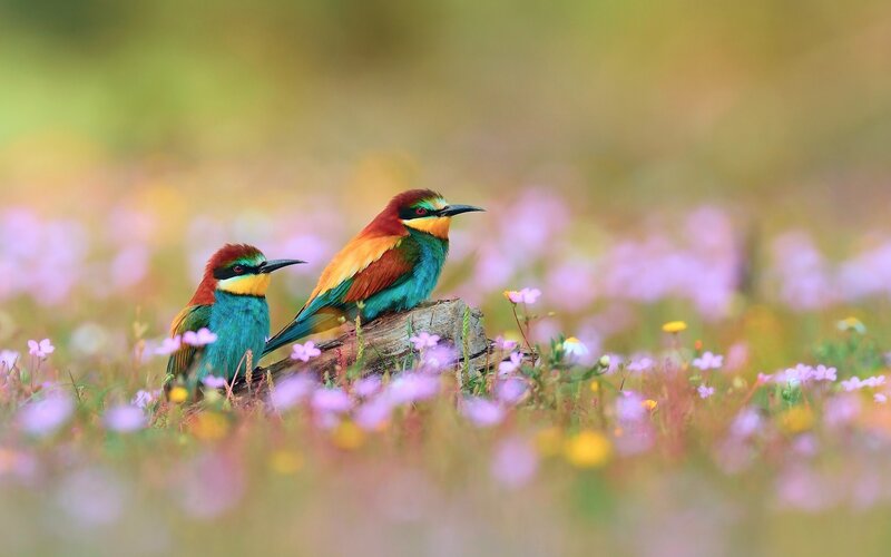 Two Bee-eaters on Log — Green