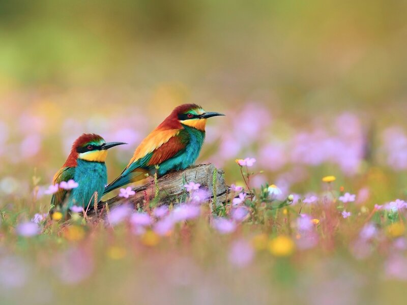 Two Bee-eaters on Log