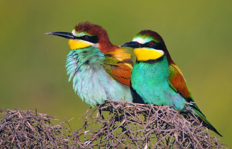 Two Bee-eaters on Nest