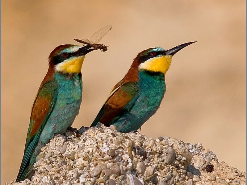 Two Bee-eaters on Rock